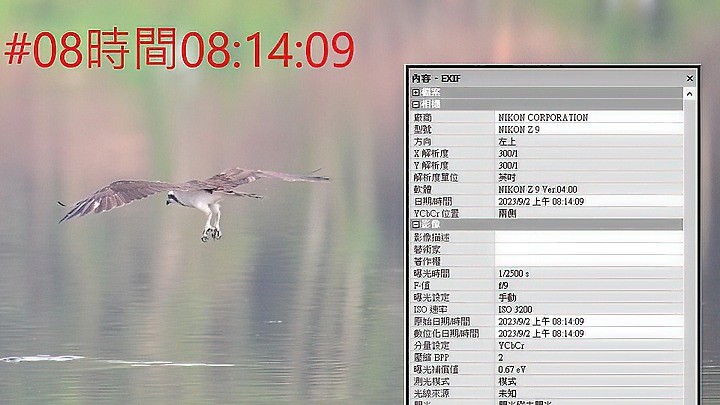 魚鷹在高雄觀音湖於8分鐘內連續抓魚19次，第19次才成功。