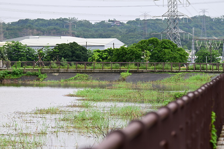 點我看大圖 Nikon 180-600mm雨中觀音湖開箱(Z8+1.4X),拍池鷺後8分鐘下大雨。