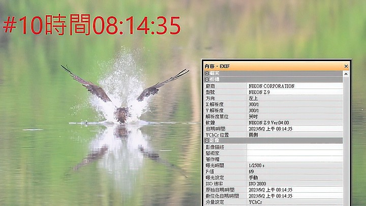 魚鷹在高雄觀音湖於8分鐘內連續抓魚19次，第19次才成功。