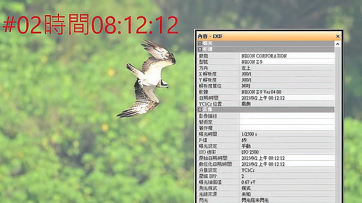 魚鷹在高雄觀音湖於8分鐘內連續抓魚19次，第19次才成功。