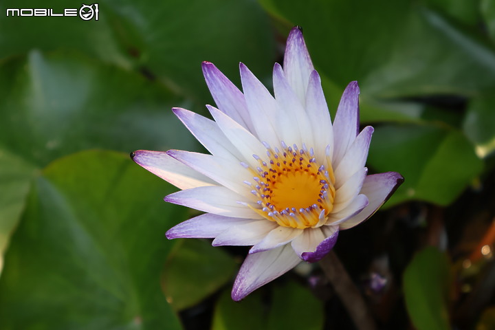 輕巧有型、靈巧多變！台中都會散策with Canon EOS R50！