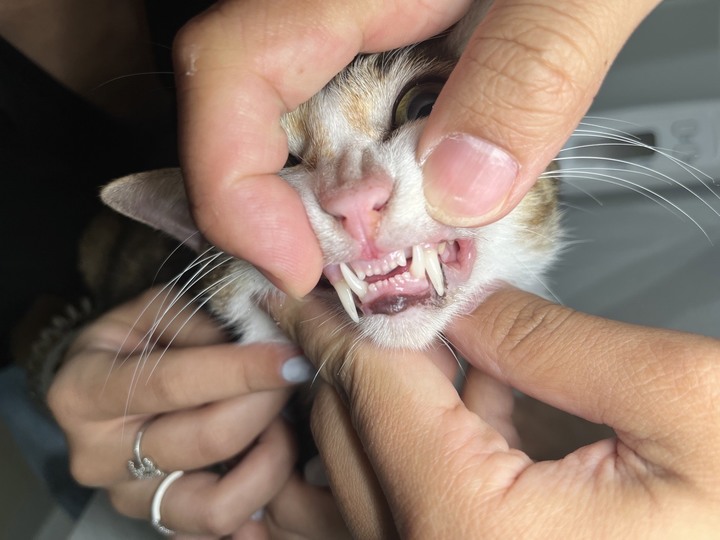 #分享 貓咪友善的林口太陽動物醫院健檢心得
