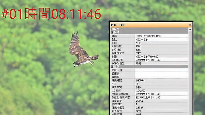 魚鷹在高雄觀音湖於8分鐘內連續抓魚19次，第19次才成功。