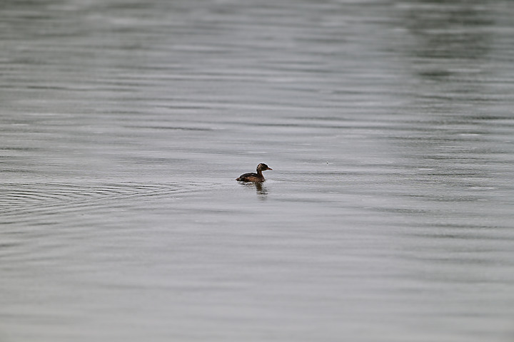 點我看大圖 Nikon 180-600mm雨中觀音湖開箱(Z8+1.4X),拍池鷺後8分鐘下大雨。