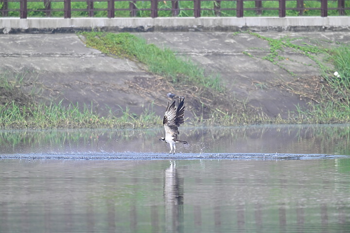 魚鷹在高雄觀音湖於8分鐘內連續抓魚19次，第19次才成功。