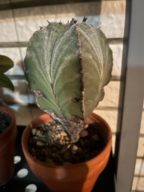 請問這盆多肉植物名