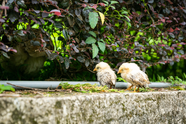 桃園龍潭客家菜推薦-山水緣庭園景觀餐廳，一家景觀與美食兼俱，傳統與創新結合的客家菜餐廳～大人小孩都超愛呢。（邀約