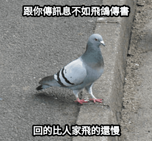 現在養信鴿來得及在阿共打來前育成完畢嗎