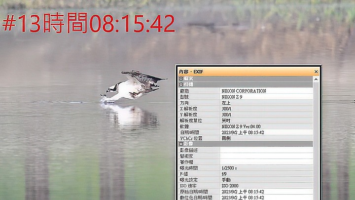魚鷹在高雄觀音湖於8分鐘內連續抓魚19次，第19次才成功。