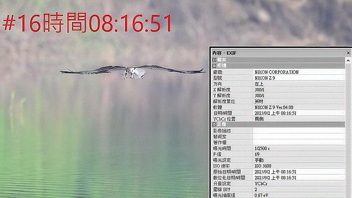 魚鷹在高雄觀音湖於8分鐘內連續抓魚19次，第19次才成功。