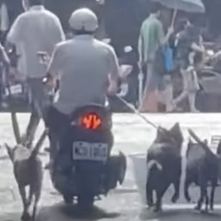 邊騎車同時一次遛三隻狗？