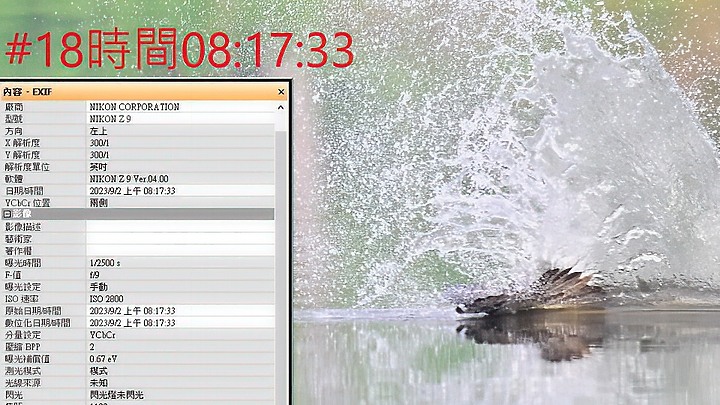 魚鷹在高雄觀音湖於8分鐘內連續抓魚19次，第19次才成功。