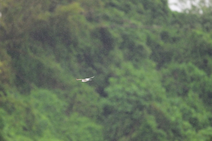 點我看大圖 Nikon 180-600mm雨中觀音湖開箱(Z8+1.4X),拍池鷺後8分鐘下大雨。