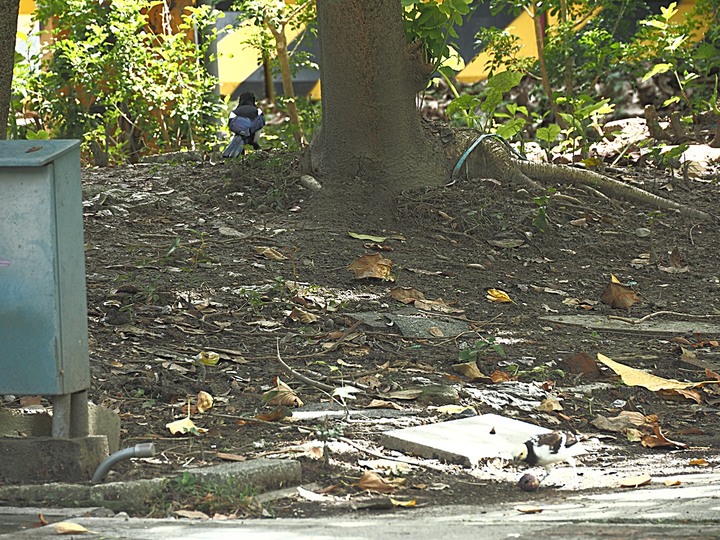 嘉禾新村、臺北水道水源地 唧筒室(自來水博物館)、淨水池(觀音山蓄水池)、量水室 — 大臺北現存四座眷村之一與自來水系統之濫觴