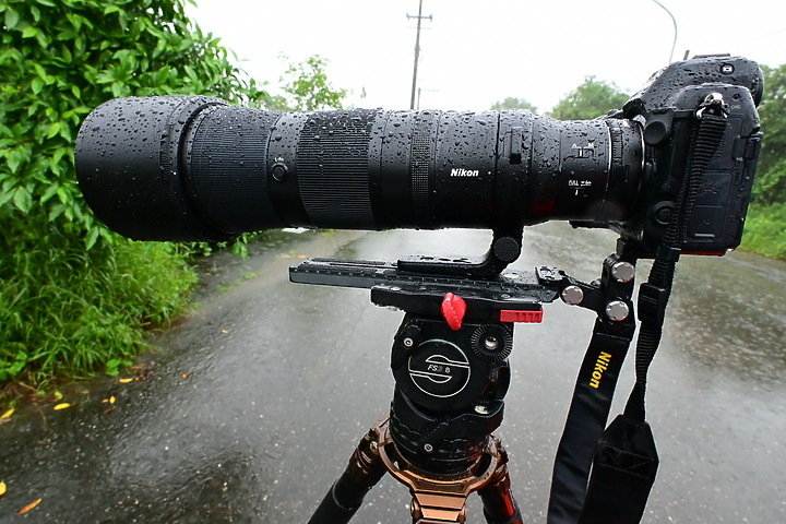 點我看大圖 Nikon 180-600mm雨中觀音湖開箱(Z8+1.4X),拍池鷺後8分鐘下大雨。