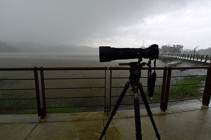 點我看大圖 Nikon 180-600mm雨中觀音湖開箱(Z8+1.4X),拍池鷺後8分鐘下大雨。