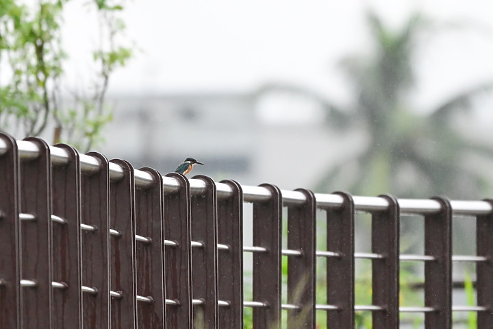 點我看大圖 Nikon 180-600mm雨中觀音湖開箱(Z8+1.4X),拍池鷺後8分鐘下大雨。