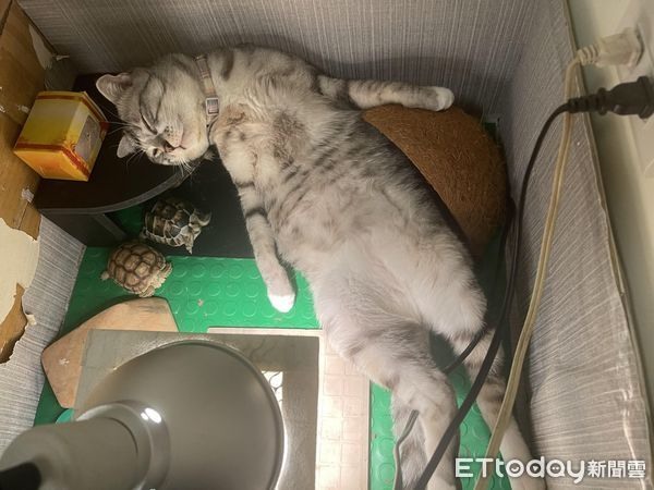 貓咪緊抱寵物龜熟睡！一動作「秒露銷魂臉」網笑：抱著睡比較涼