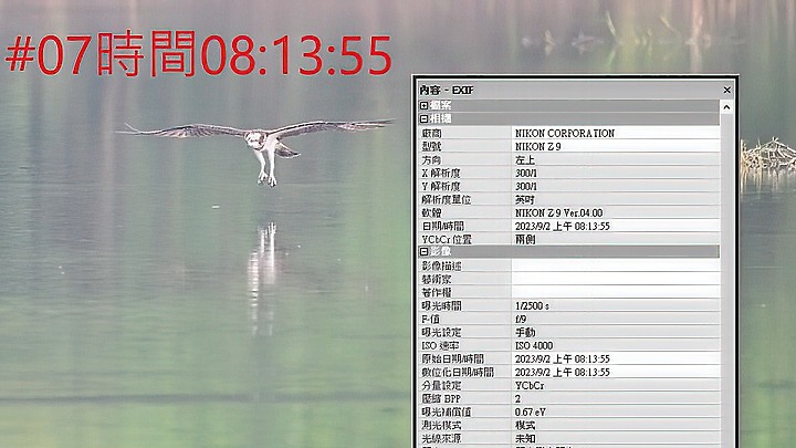 魚鷹在高雄觀音湖於8分鐘內連續抓魚19次，第19次才成功。