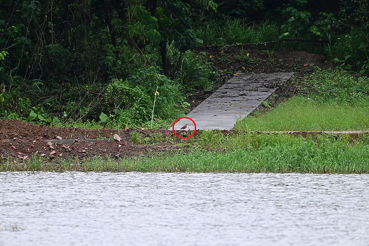 點我看大圖 Nikon 180-600mm雨中觀音湖開箱(Z8+1.4X),拍池鷺後8分鐘下大雨。