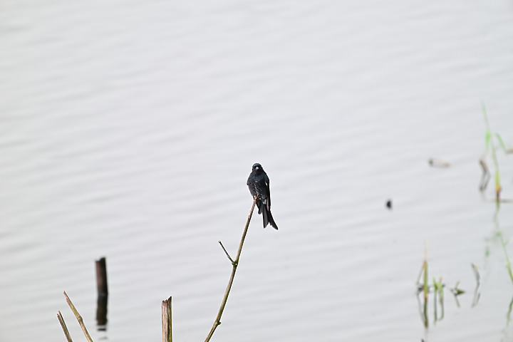 點我看大圖 Nikon 180-600mm雨中觀音湖開箱(Z8+1.4X),拍池鷺後8分鐘下大雨。
