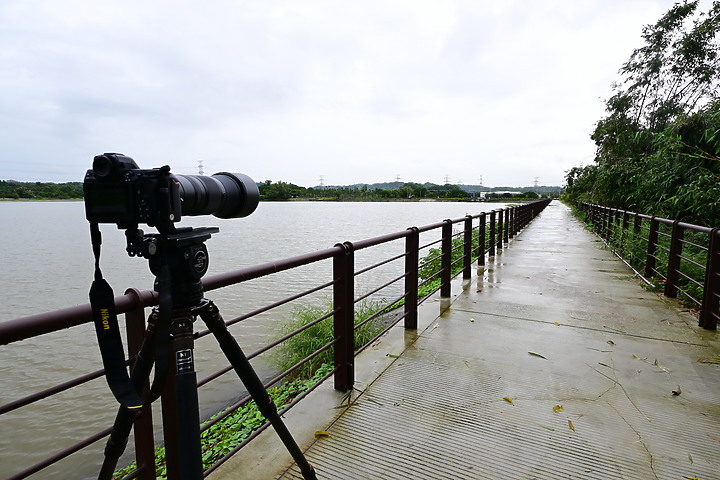 點我看大圖 Nikon 180-600mm雨中觀音湖開箱(Z8+1.4X),拍池鷺後8分鐘下大雨。