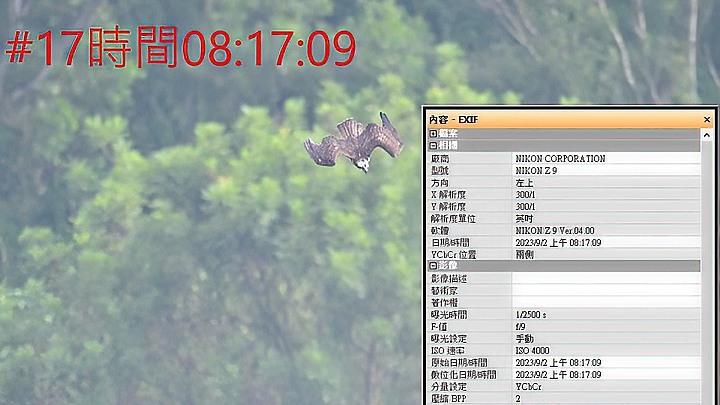 魚鷹在高雄觀音湖於8分鐘內連續抓魚19次，第19次才成功。