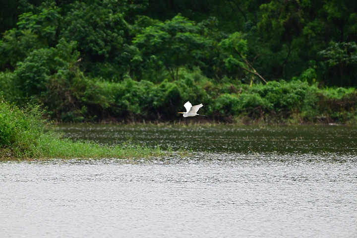 點我看大圖 Nikon 180-600mm雨中觀音湖開箱(Z8+1.4X),拍池鷺後8分鐘下大雨。