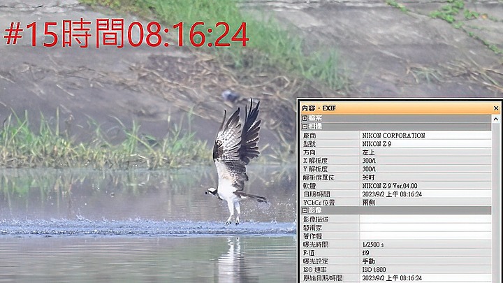 魚鷹在高雄觀音湖於8分鐘內連續抓魚19次，第19次才成功。