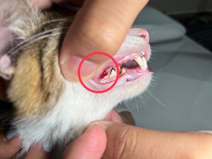#分享 貓咪友善的林口太陽動物醫院健檢心得
