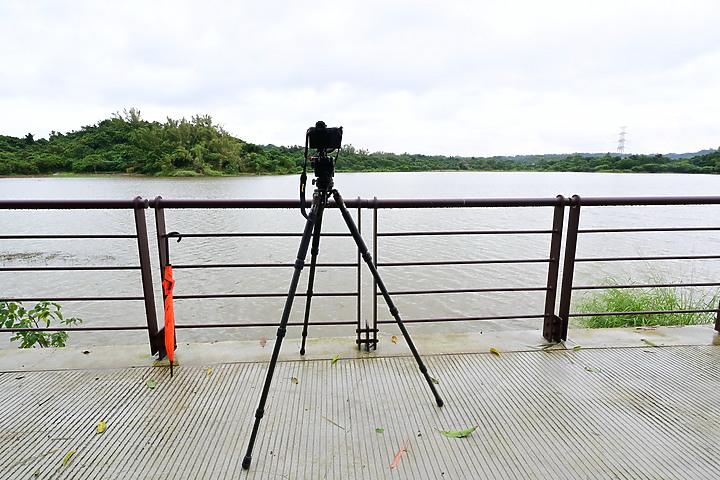 點我看大圖 Nikon 180-600mm雨中觀音湖開箱(Z8+1.4X),拍池鷺後8分鐘下大雨。