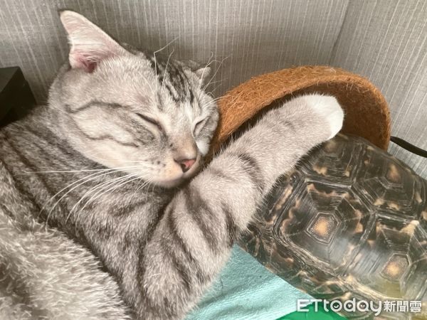 貓咪緊抱寵物龜熟睡！一動作「秒露銷魂臉」網笑：抱著睡比較涼