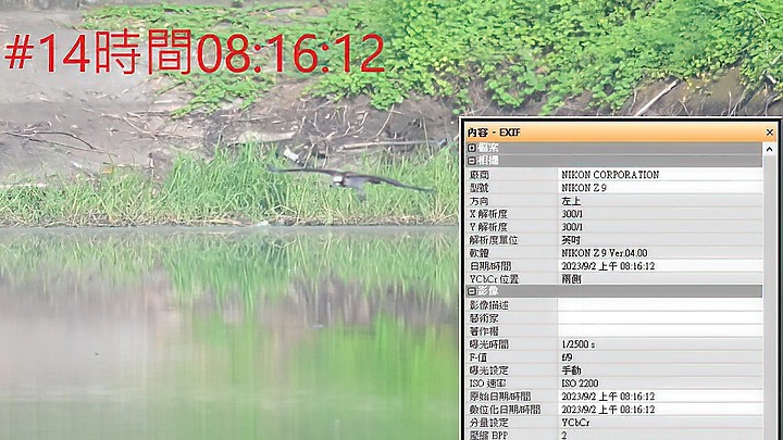 魚鷹在高雄觀音湖於8分鐘內連續抓魚19次，第19次才成功。