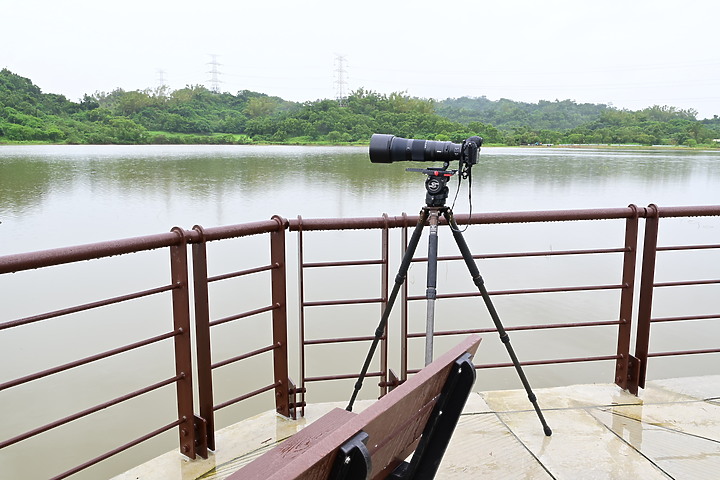 點我看大圖 Nikon 180-600mm雨中觀音湖開箱(Z8+1.4X),拍池鷺後8分鐘下大雨。