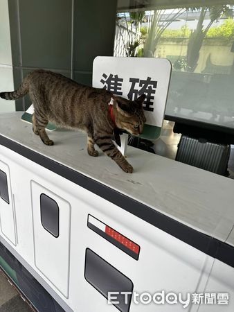 有新裝扮！台東火車站貓站長戴「比臉寬啾啾」值勤低底盤被笑了