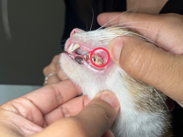 #分享 貓咪友善的林口太陽動物醫院健檢心得