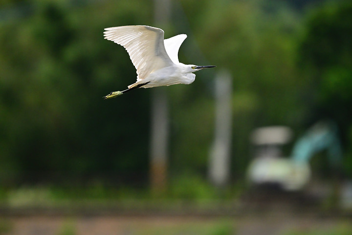 點我看大圖 Nikon 180-600mm雨中觀音湖開箱(Z8+1.4X),拍池鷺後8分鐘下大雨。