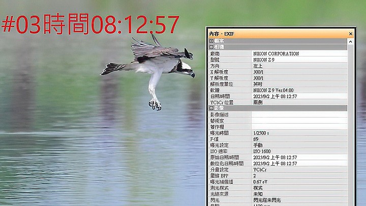 魚鷹在高雄觀音湖於8分鐘內連續抓魚19次，第19次才成功。