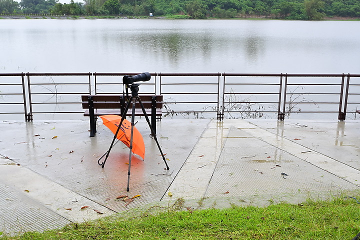 點我看大圖 Nikon 180-600mm雨中觀音湖開箱(Z8+1.4X),拍池鷺後8分鐘下大雨。