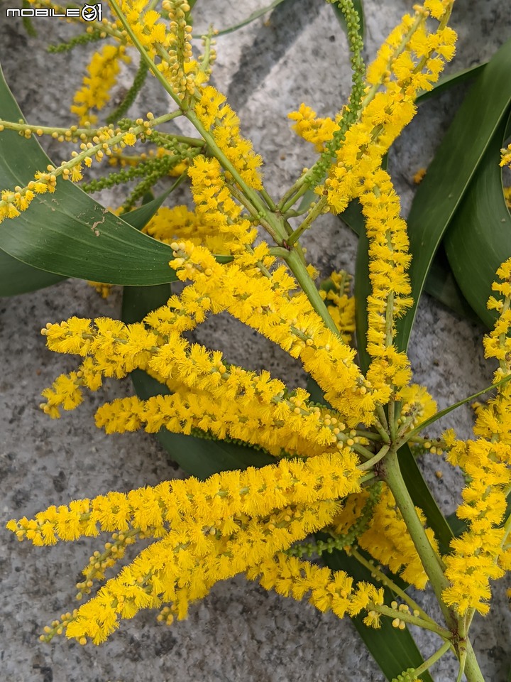 台灣欒樹+耳莢相思樹+羅比親王海棗 台南市仁德區二仁溪堤防 09/17