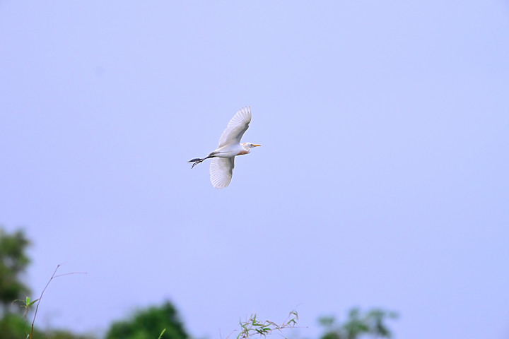 點我看大圖 Nikon 180-600mm雨中觀音湖開箱(Z8+1.4X),拍池鷺後8分鐘下大雨。