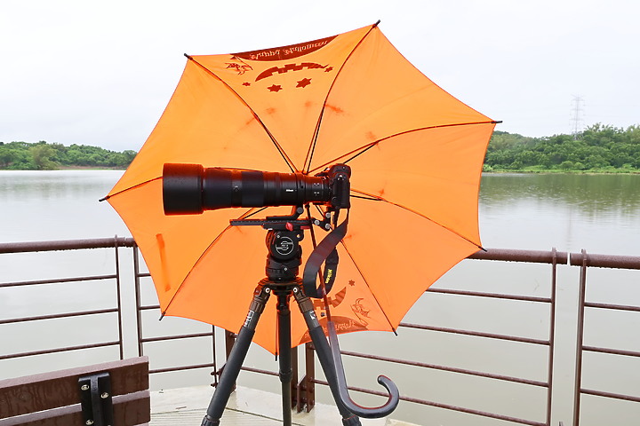 點我看大圖 Nikon 180-600mm雨中觀音湖開箱(Z8+1.4X),拍池鷺後8分鐘下大雨。