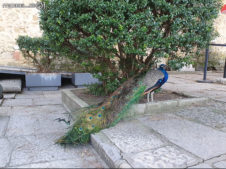 [大頭貓的海島] 色彩繽紛的老城 里斯本 (Lisbon)
