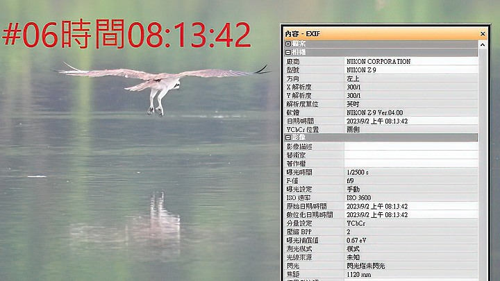 魚鷹在高雄觀音湖於8分鐘內連續抓魚19次，第19次才成功。