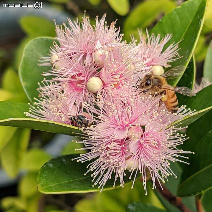 六神草+阿迪露毛氈苔 台南市歸仁區七甲花卉區 09/03