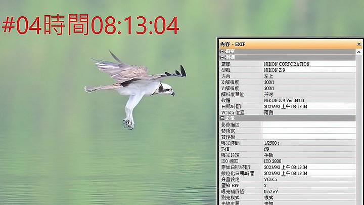 魚鷹在高雄觀音湖於8分鐘內連續抓魚19次，第19次才成功。