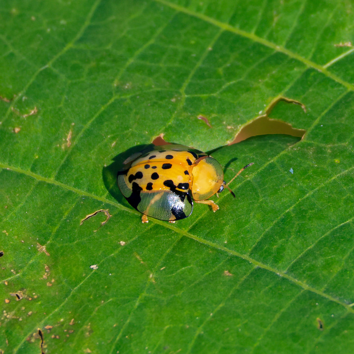 點我看大圖 RF100-400mm + RF extender 2x