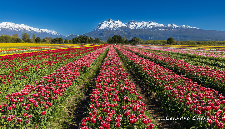點我看大圖 雪山旁的鬱金香花田 (EOS R, R10, Dji Mini 3 Pro)