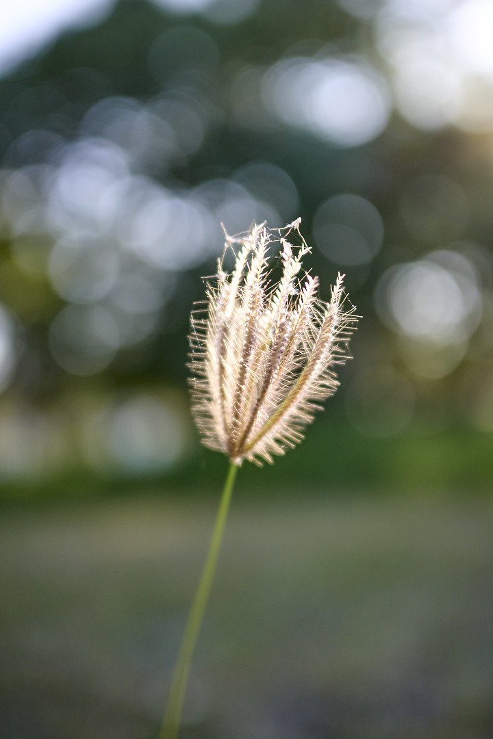 Z FX換DX的三根稻草之參－終於補上大光圈【Z DX 24mm f1.7】