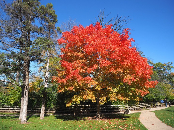 Ohio爸爸的相片書 再訪飢餓岩石州立公園Starved Rock State Park - 賞楓之旅